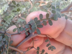 Sophora prostrata