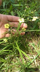 Lysimachia quadriflora