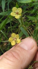 Lysimachia quadriflora