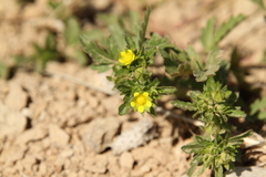 Potentilla rivalis