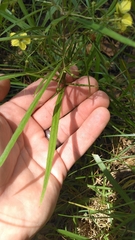 Lysimachia quadriflora
