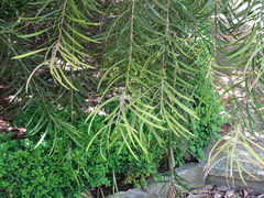 Melaleuca linearifolia