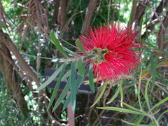 Melaleuca linearifolia