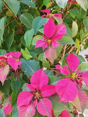 Euphorbia pulcherrima