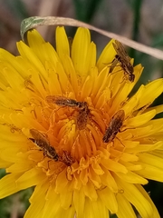 Pterygota