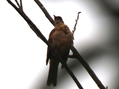 Turdus grayi