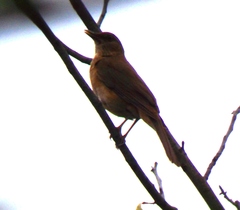 Turdus grayi