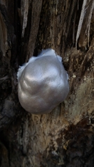 Lycogala flavofuscum