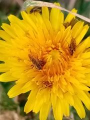 Pterygota