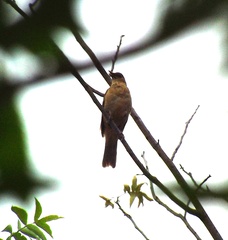 Turdus grayi