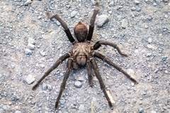 Aphonopelma anax