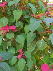 Euphorbia pulcherrima