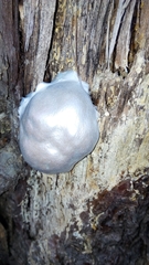 Lycogala flavofuscum