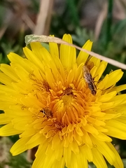 Pterygota