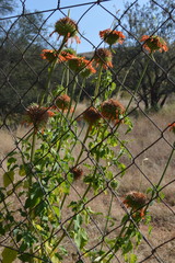 Leonotis nepetifolia nepetifolia