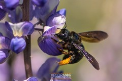 Xylocopa californica diamesa