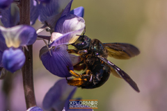 Xylocopa californica diamesa