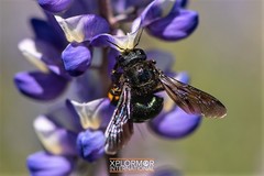 Xylocopa californica diamesa