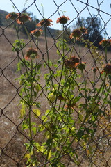 Leonotis nepetifolia nepetifolia