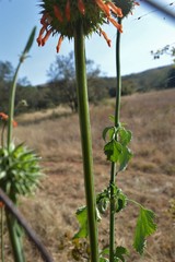 Leonotis nepetifolia nepetifolia