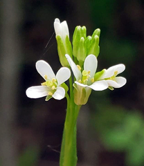 Arabis pycnocarpa