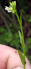 Arabis pycnocarpa