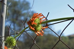Leonotis nepetifolia nepetifolia