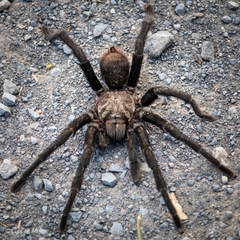 Aphonopelma anax