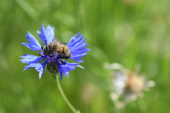 Apis mellifera