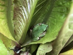 Pseudacris regilla