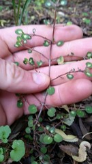 Coprosma rubra