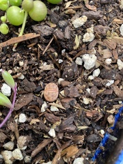 Lithops