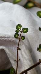 Coprosma rubra