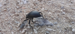 Blaps lusitanica