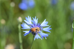 Apis mellifera