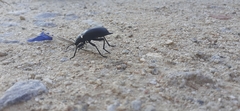 Blaps lusitanica
