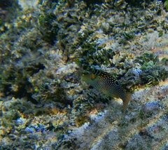Canthigaster solandri