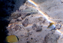 Chaetodon citrinellus