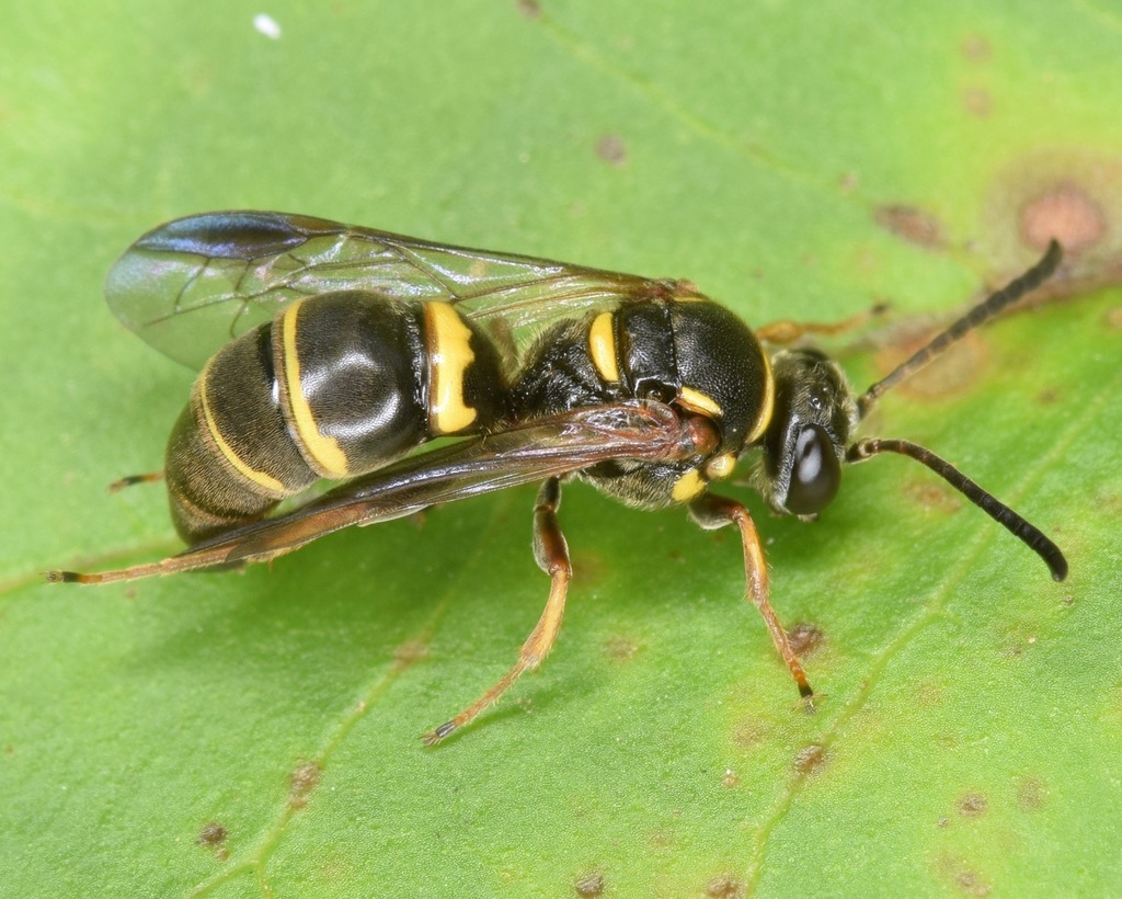 Argogorytes nigrifrons