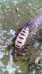 Macrotermes carbonarius