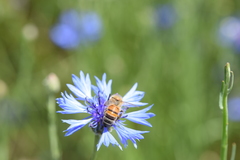 Apis mellifera