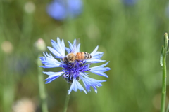 Apis mellifera