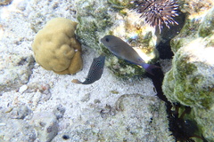 Canthigaster solandri