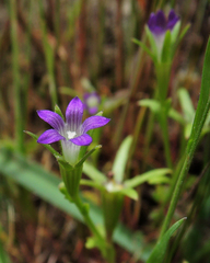 Githopsis specularioides