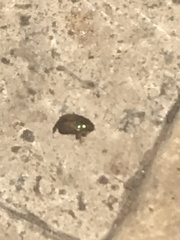 Callistethus marginatus