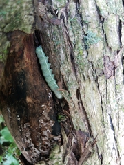 Orthosia hibisci