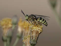 Bembicina