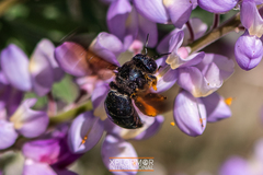 Xylocopa californica diamesa
