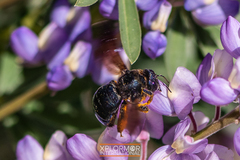 Xylocopa californica diamesa