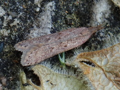 Dichomeris ligulella